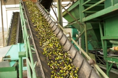 Chevron1